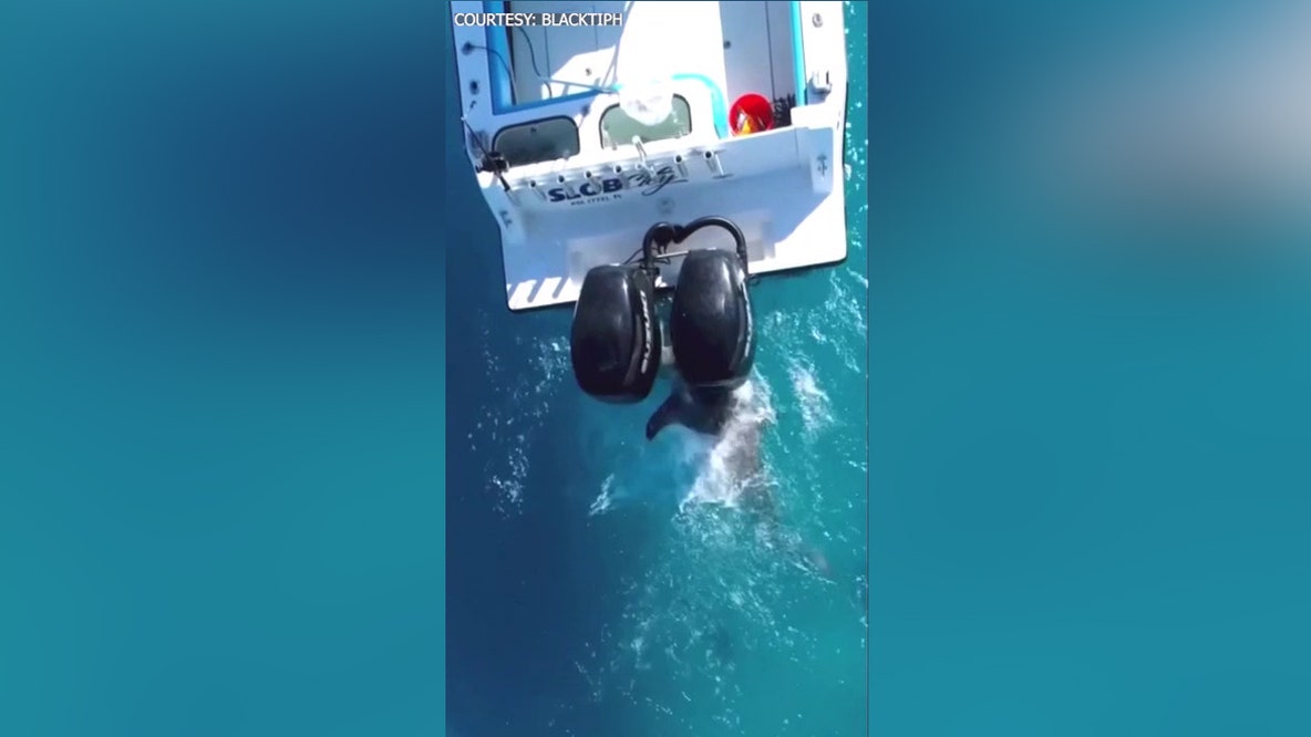 Bull shark attacks boat